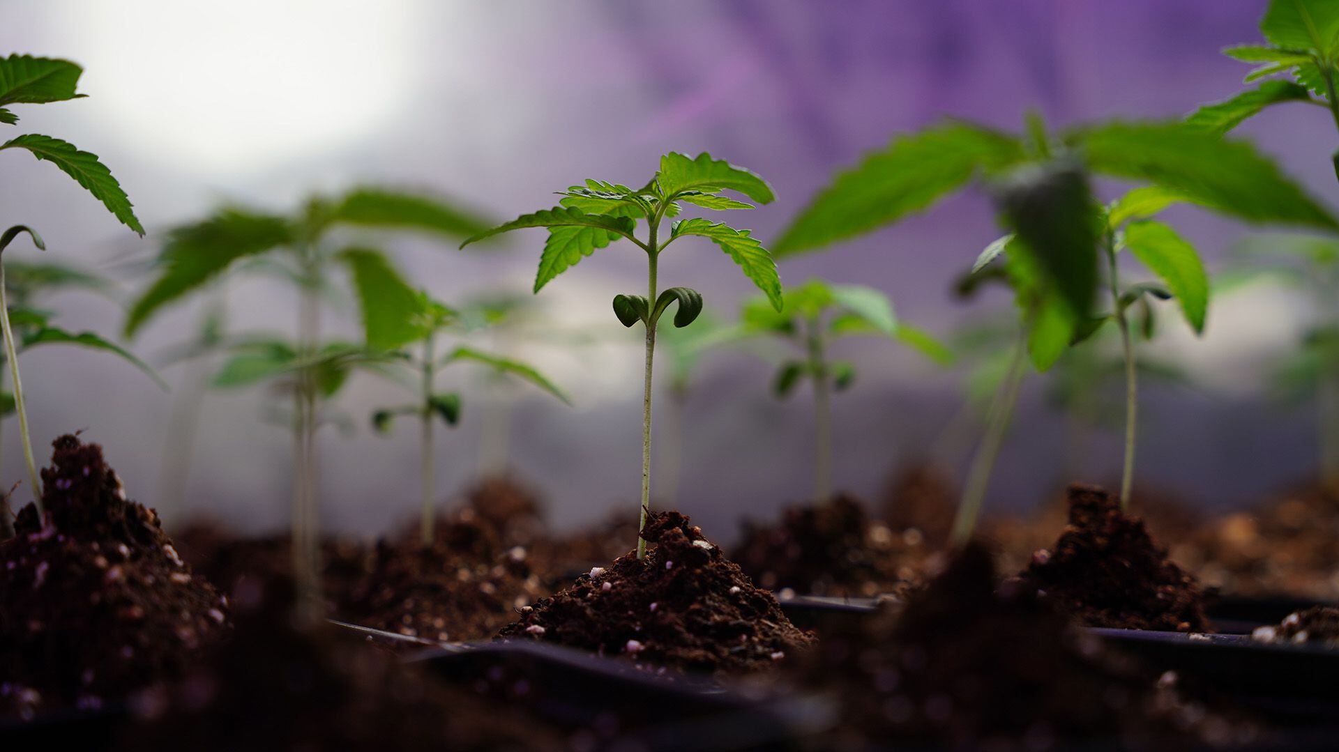 Cannava - Laboratorio y plantación Marihuana Cannabis Medicinal - Jujuy