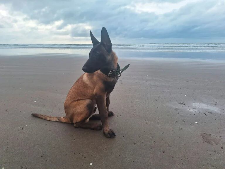 Le robaron el perro a un paciente oncológico y pide ayuda para recuperarlo: "Él me ayuda a tener fuerzas para vivir"