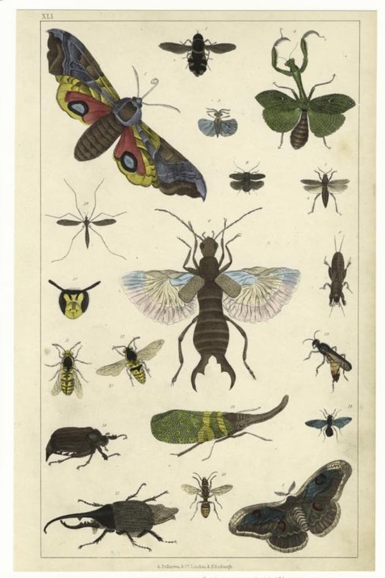 El 41% de los insectos declina, en comparación con el 22% de los vertebrados. (Wikimedia Commons)