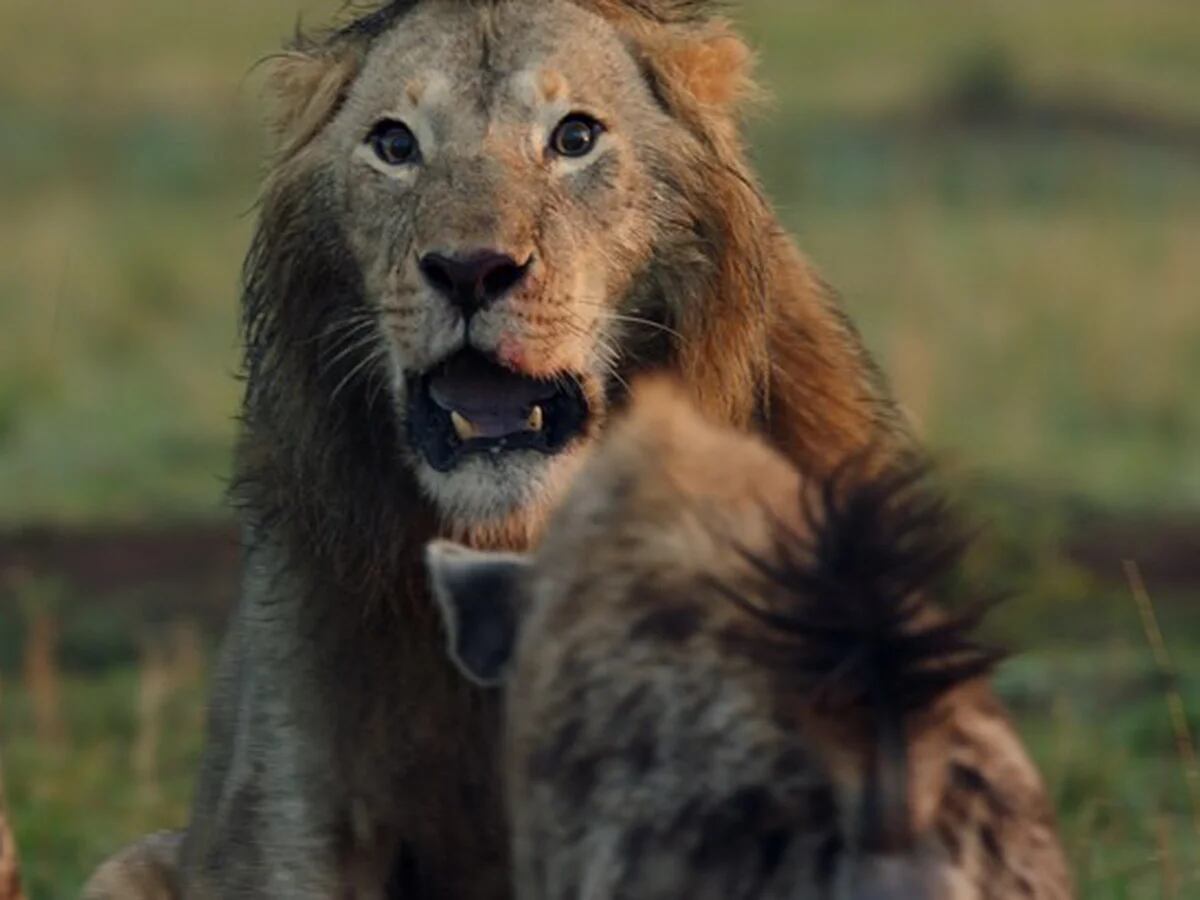 El momento en que un león es casi devorado por una manada de hienas -  Infobae