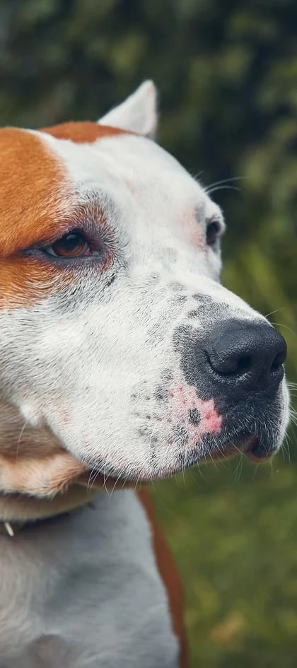 Cuál es la verdad sobre el perro dogo argentino - Infobae