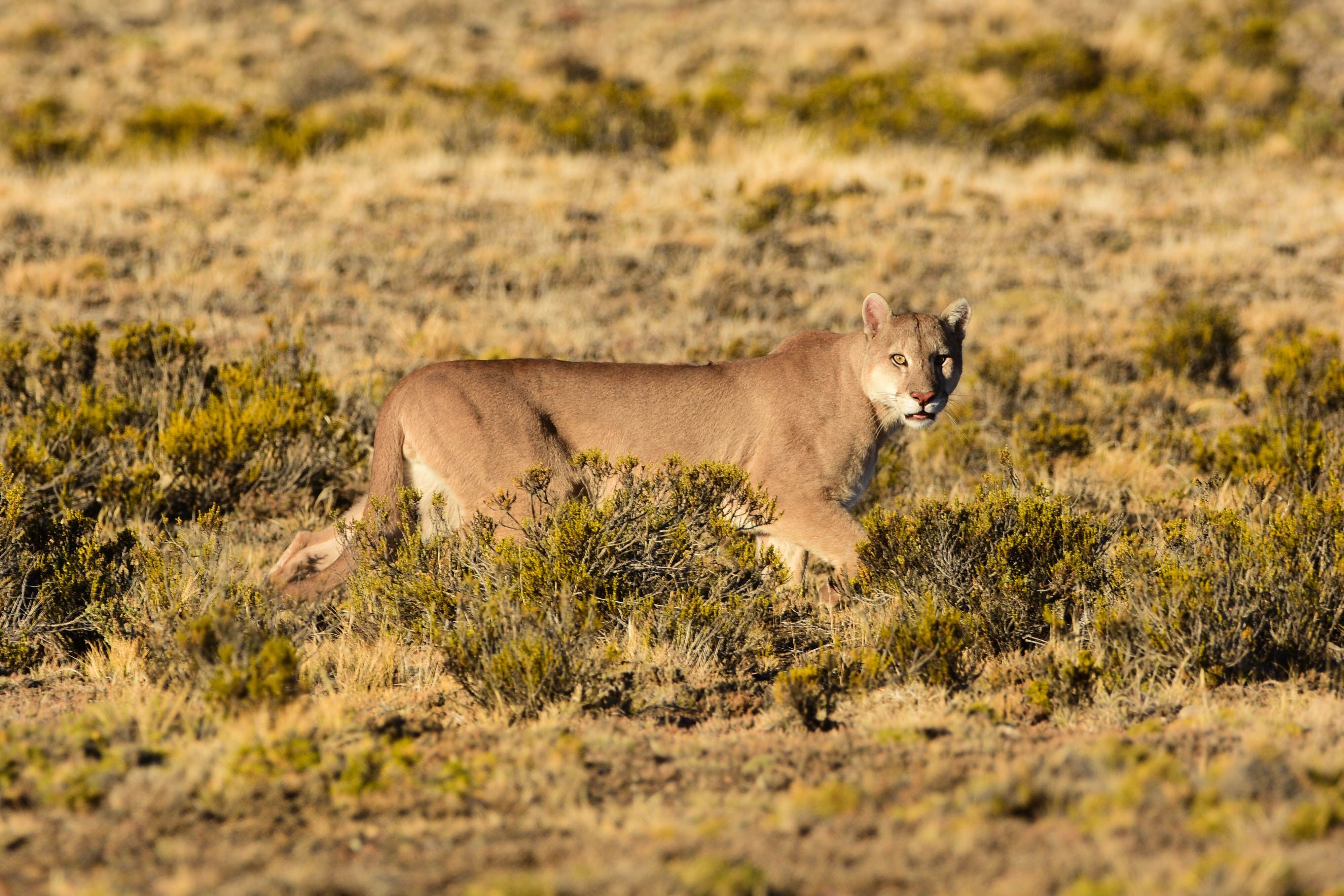 En Argentina, la observación de pumas se está convirtiendo en una fuente emergente de desarrollo económico