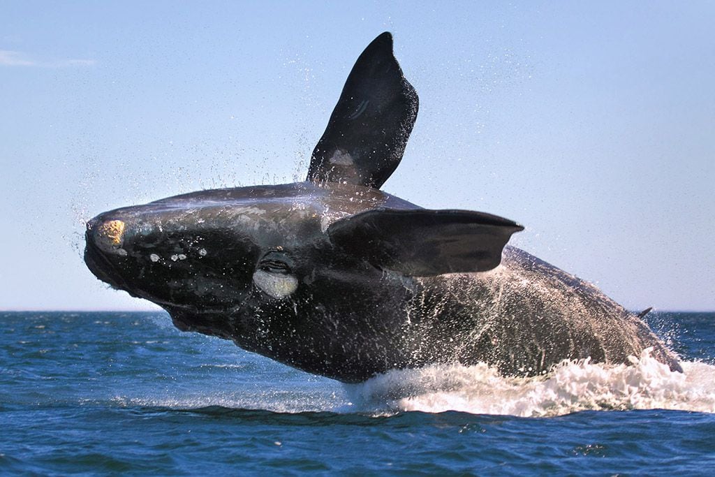 Le saut d'une baleine franche australe dans le Nouveau Golfe, Puerto Piramides, péninsule de Valdes - © Darío Podestá _ Argentina Photo Workshops