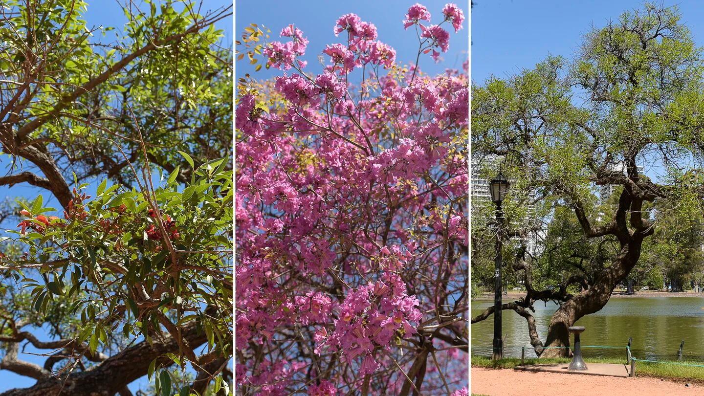 comúnmente conocido como ducha dorada y es una planta de floración. Es una  planta ornamental que florece a finales de primavera. Las flores son de  importancia ritual Fotografía de stock - Alamy