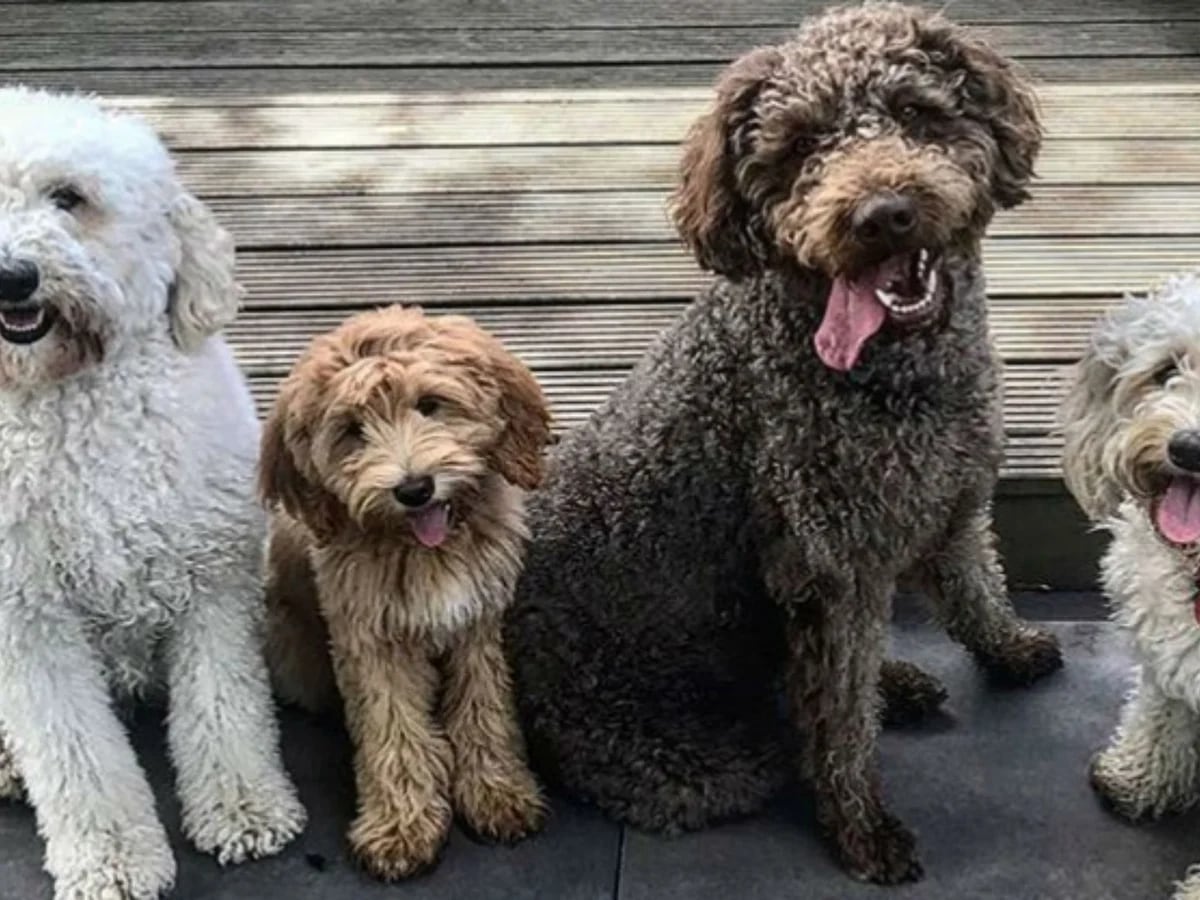 son labradoodles o goldendoodles mas hiperactivos