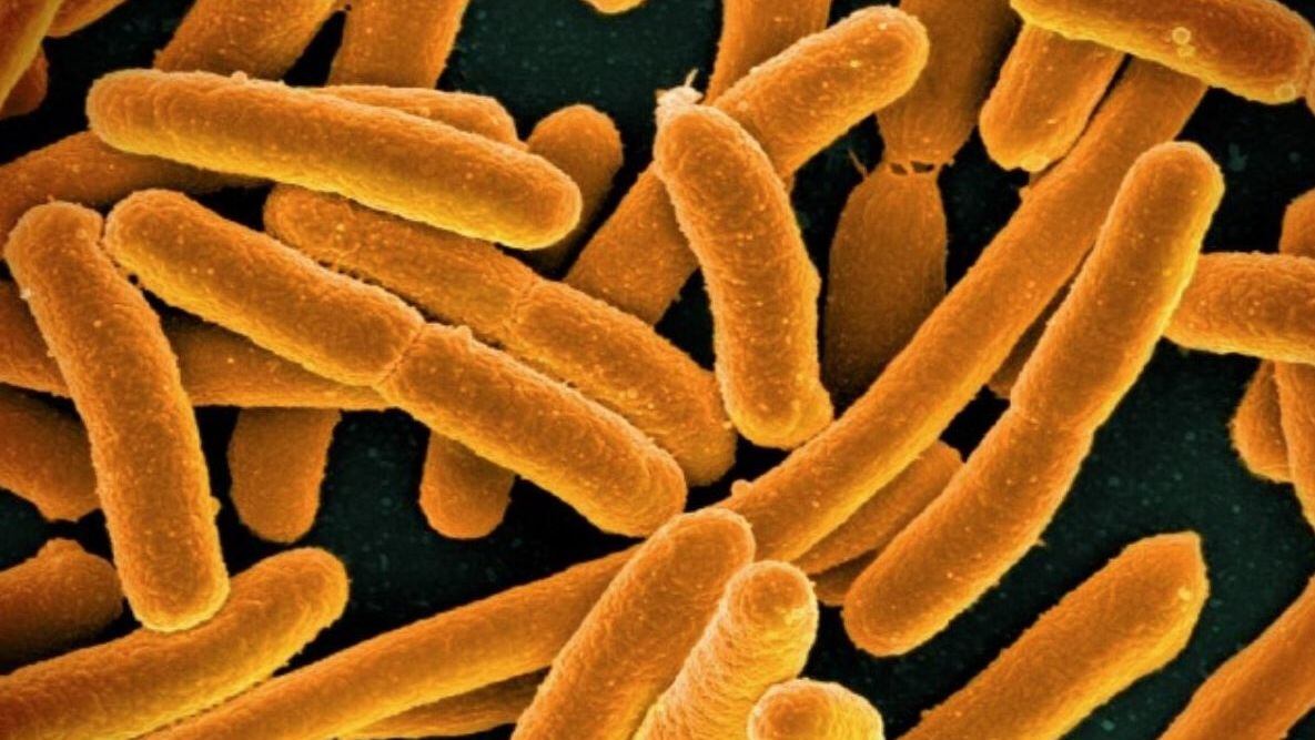 Representación de bacterias (National Institutes of Health)
