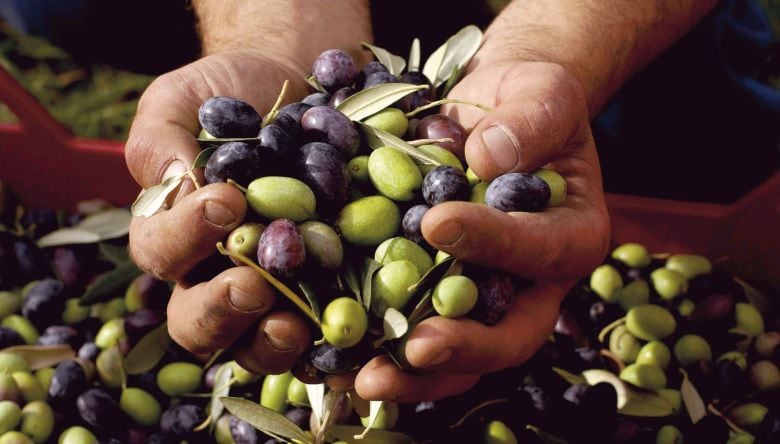 Producción de aceituna.