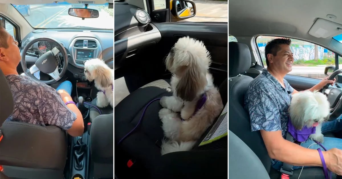 A dog becomes a taxi driver's co-pilot and goes crazy with a cabify application