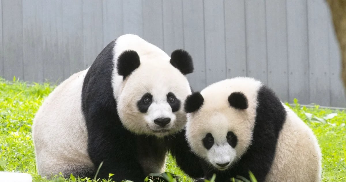 Dos osos panda viajan, como embajadores, de China a Indonesia
