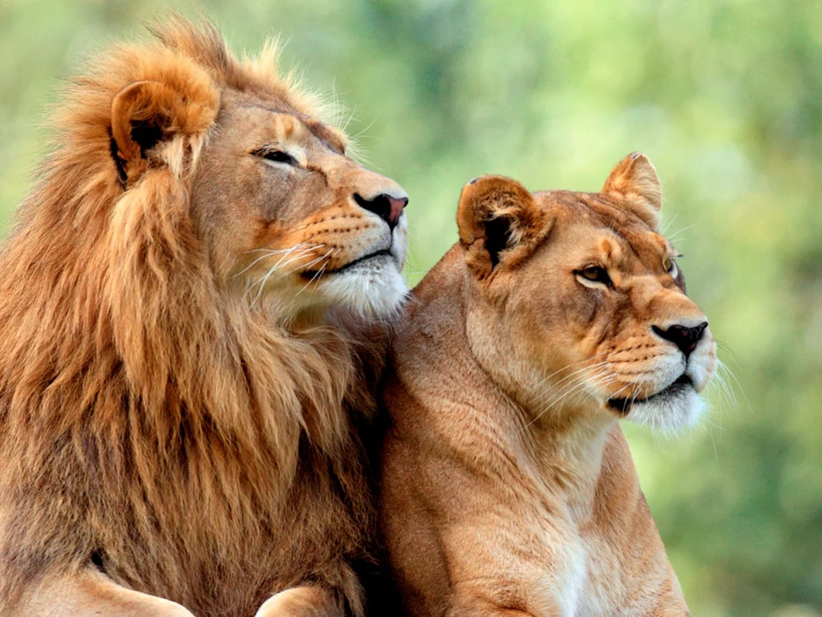 Bostezar ayuda a los leones a sincronizar los movimientos de la manada -  Infobae