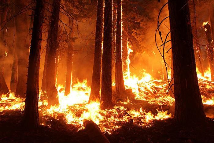 Cuando hay un déficit de fuegos periódicos, los ecosistemas acumulan por crecimiento más y màs biomasa vegetal. Llega un momento en el que a la menor chispa o cualquier otra fuente de ignición, y con condiciones atmosféricas propicias, se desencadenan incendios gigantes que son muy difíciles de combatir/

Mike McMillan / USFS