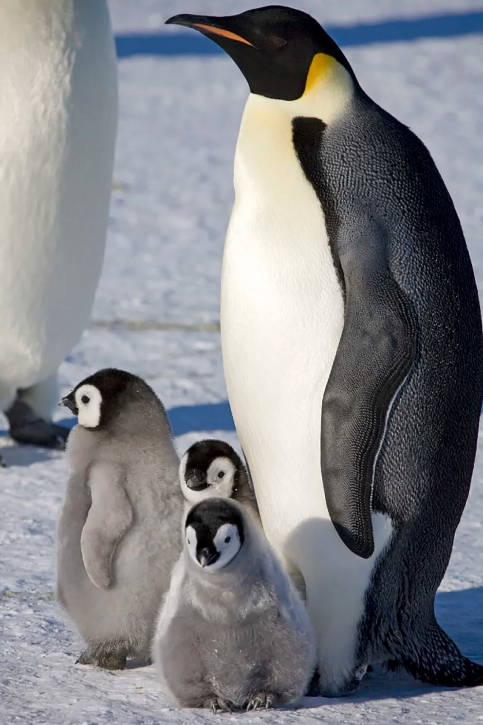 La Catástrofe Del Pingüino Emperador Murieron Miles De Crías En La