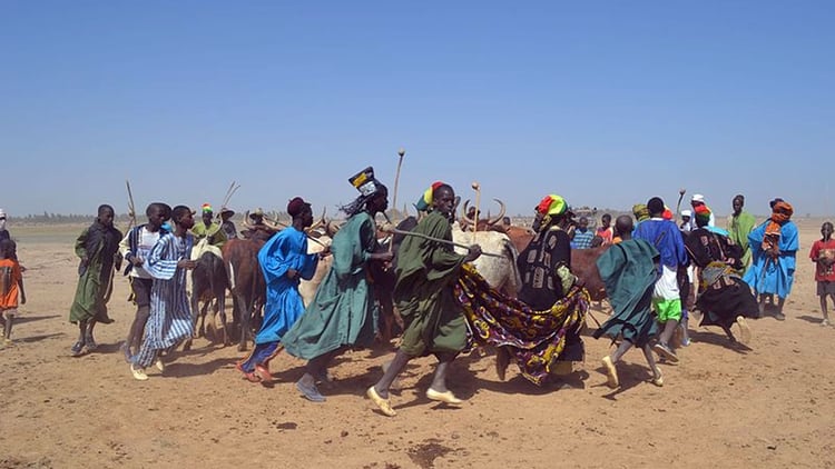 La imagen muestra una danza de fulanis con sus bueyes en Mali. Una escena cada vez menos habitual por el estaillido de la violencia