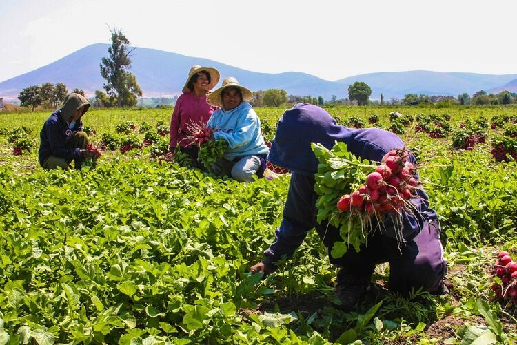 Agricultores y campesinos, pueden estar expuestos a quÃ­micos daÃ±inos. (Foto: Cuartoscuro)