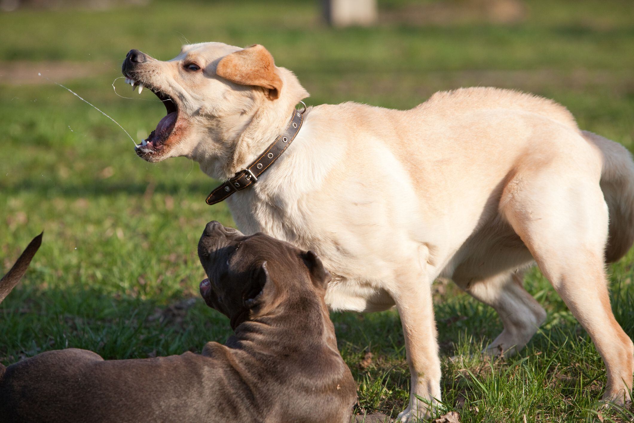 los perros atacan a los humanos