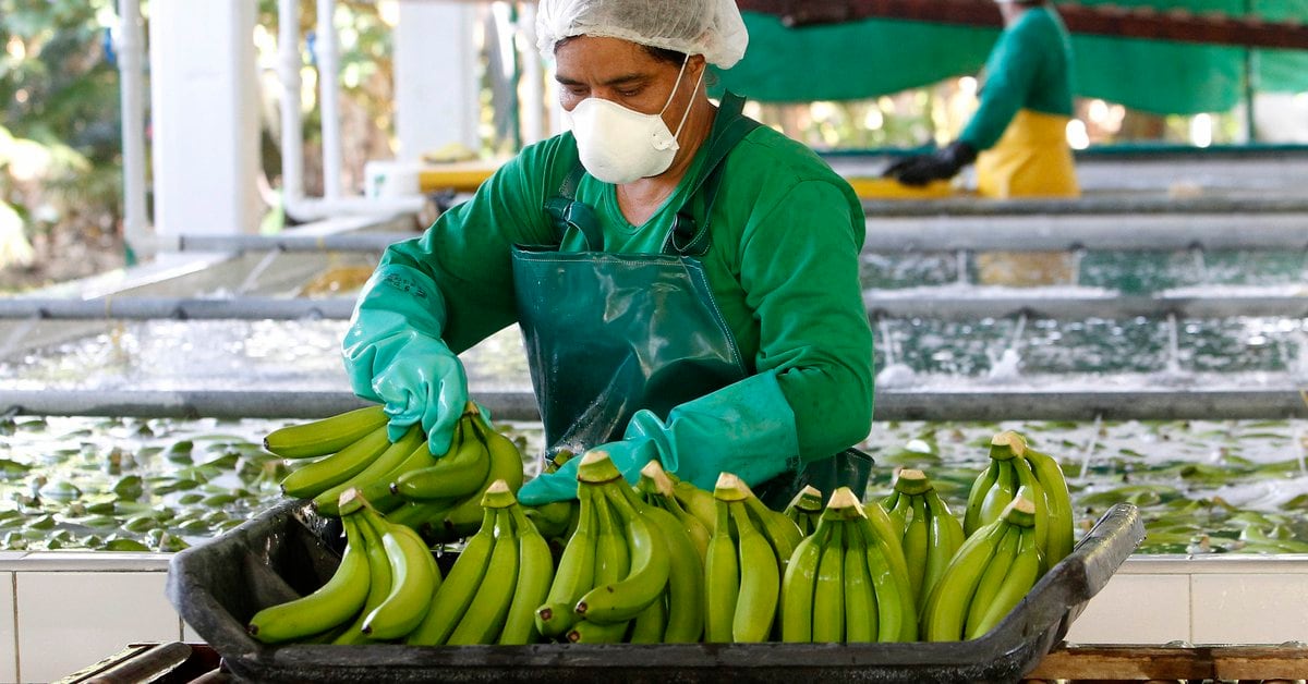 Las exportaciones de banano colombiano a África y Asia ...