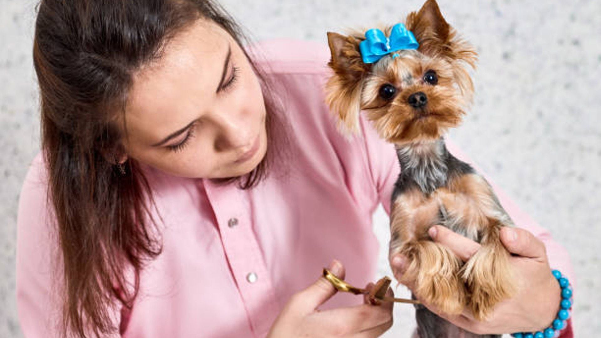 El 67% de los hogares colombianos tienen mascotas, revelan estudios recientes del Dane - crédito iStock