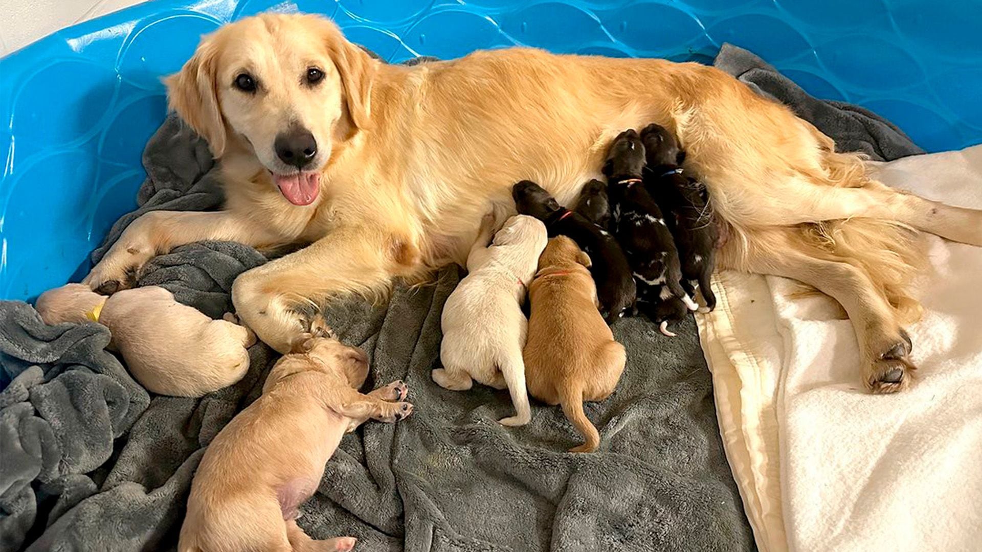 Kassy, la golden retriever que adoptó a un trío de perros salvajes  africanos - Infobae