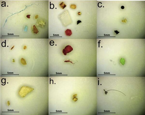 El estudio encontró microplásticos en todas las muestras de arena. (Marine Pollution Bulletin)