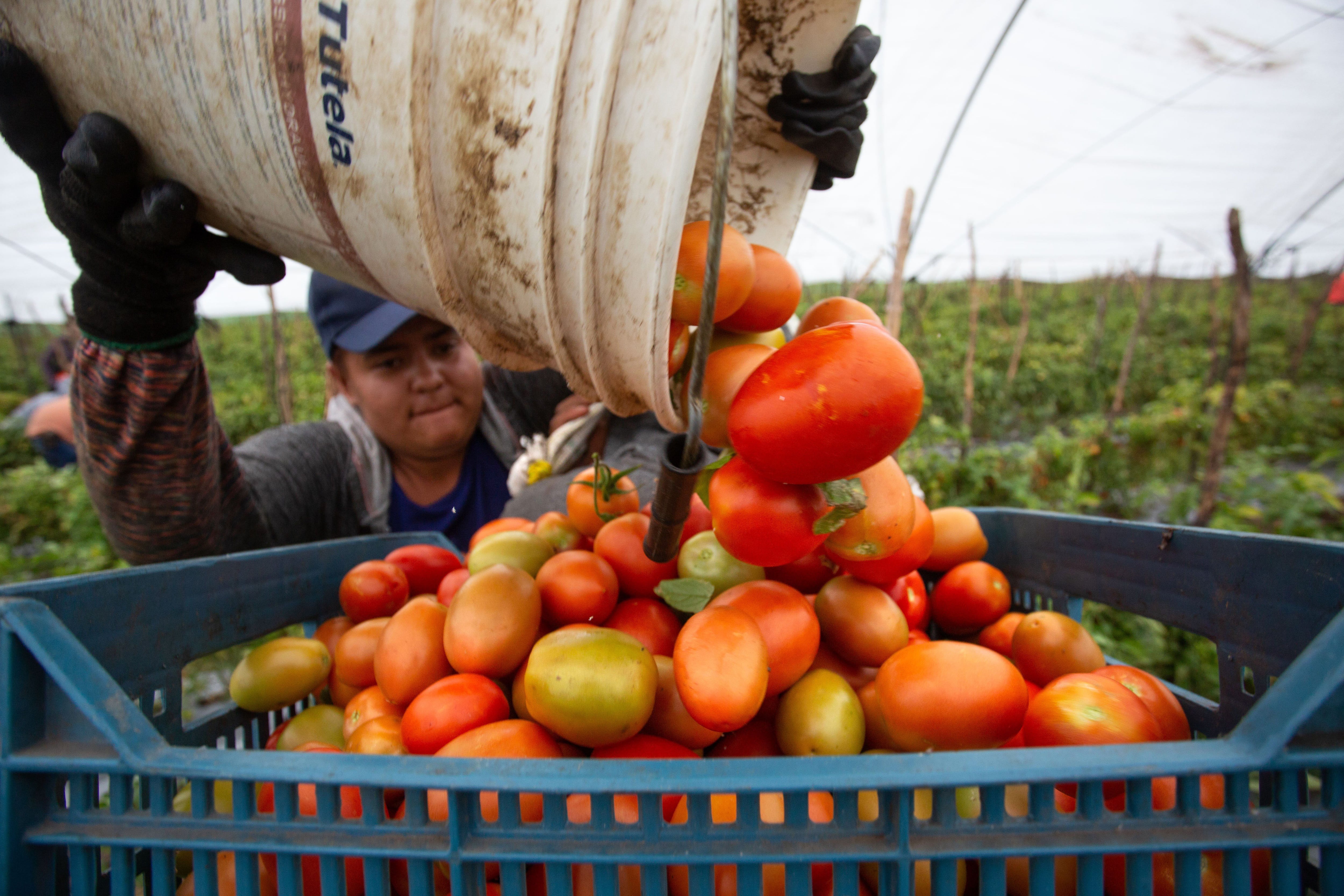 Fotografía de archivo de un agricultor mexicano que trabaja en la cosecha de Jitomate (Tomate) en una zona agrícola de Morelia, en el estado de Michoacán (México). EFE/ Luis Enrique Granados Cacari
