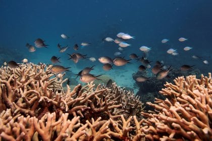 Desde 1998, la Gran Barrera de Coral ha sufrido cuatro episodios de decoloración masiva, dos de ellos de manera consecutiva en 2016 y 2017 REUTERS/Lucas Jackson/File Photo