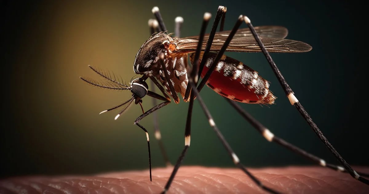 Alerta dengue: el ministerio de Salud recomendó reforzar los cuidados para la prevención
