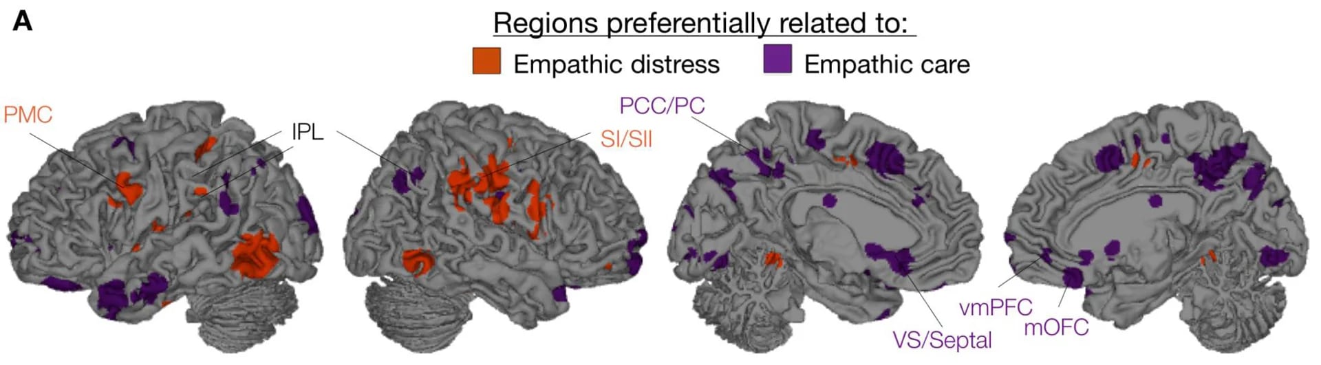 os dos tipos de empatía emocional, la compasiva y la angustia, activan diferentes zonas del cerebro