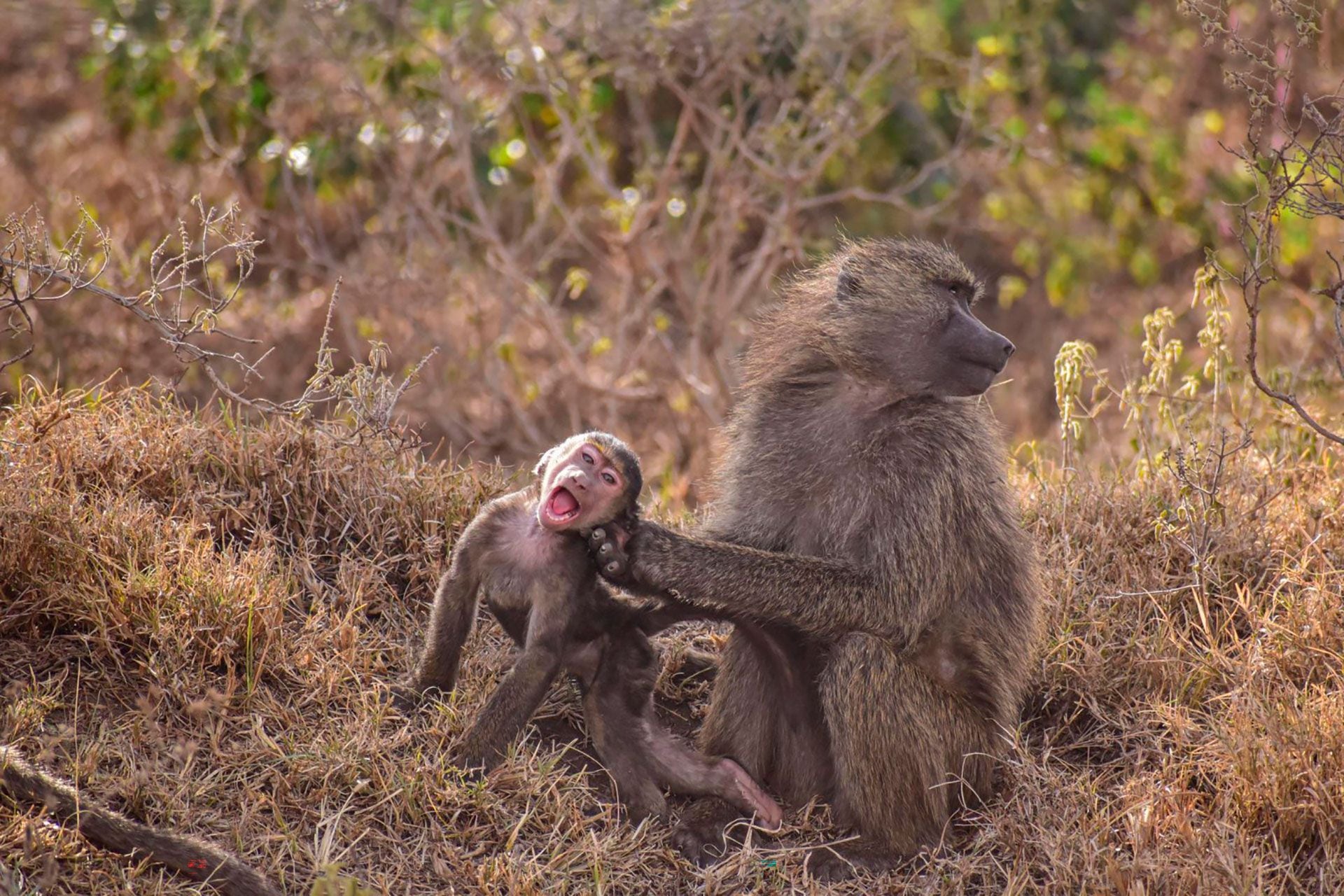 Un pequeño mono babuino recibe un jalón de orejas de su madre enojada. 
(Benard Omwaka/Comedy Wildlife) 2023