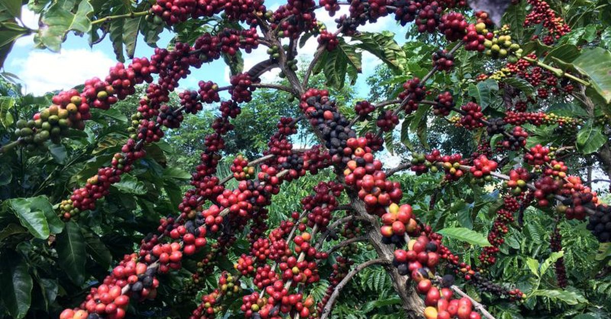 Agroorgánico entre tendencias y obstáculos para México y Colombia