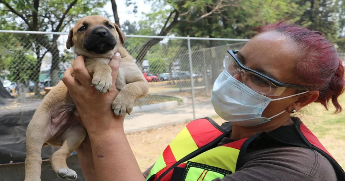 Ley de protección animal de la CDMX ofrecerá estímulos para quiénes tengan refugios y sean rescatistas de especies – infobae