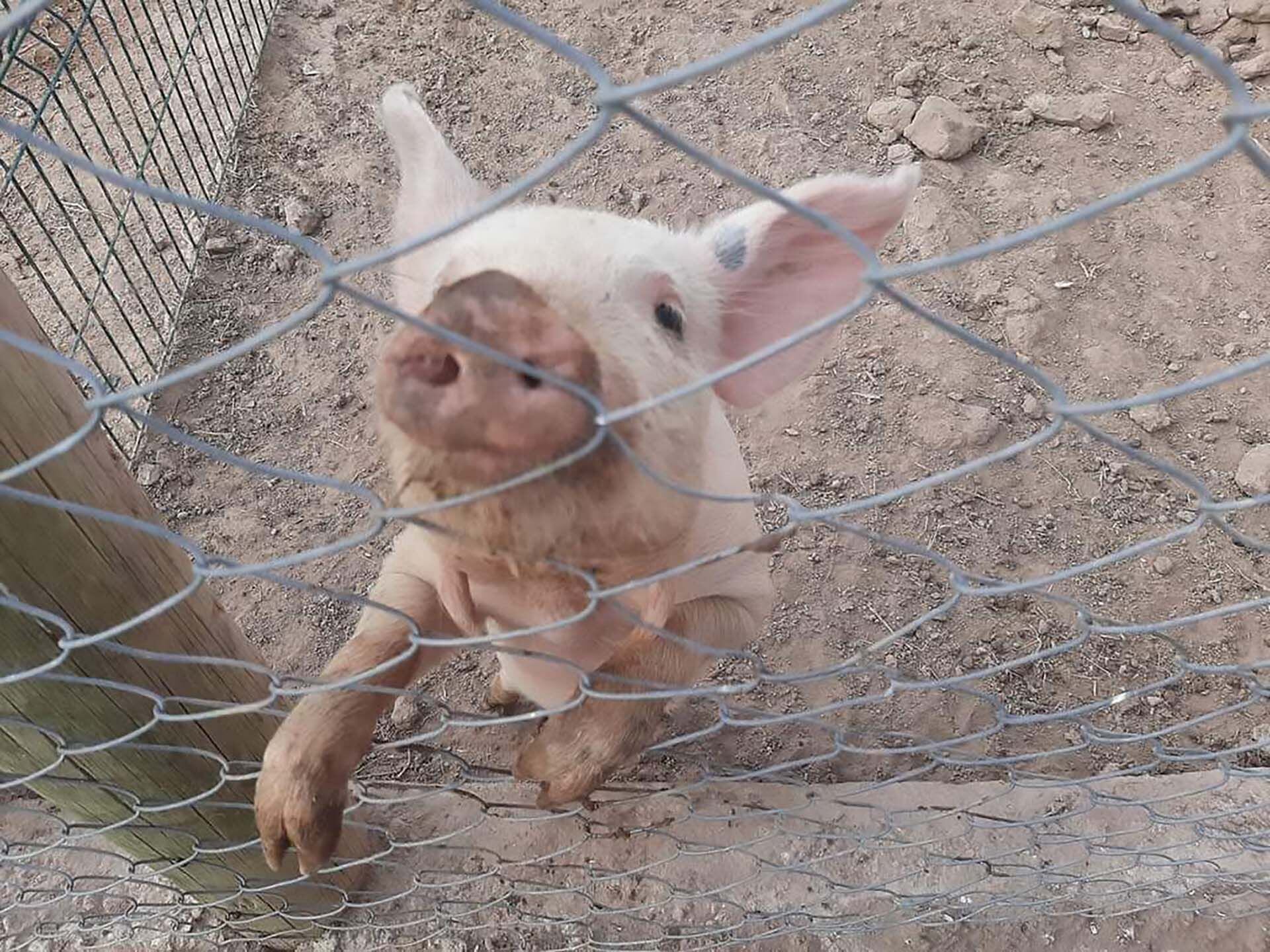 Los cerdos tiene un potencial enorme para desarrollar órganos humanos (Archivo)