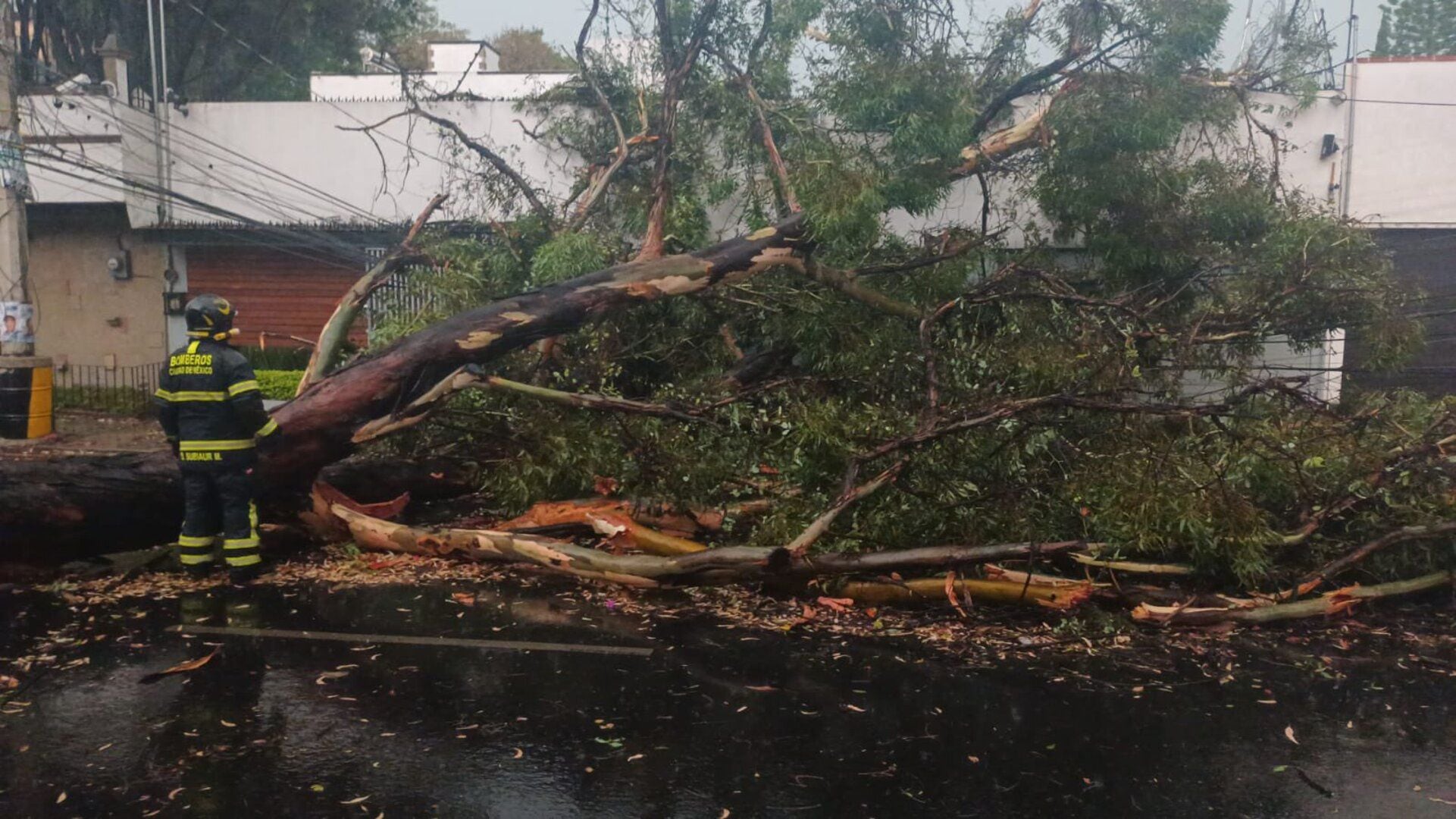 Fuerte tormenta eléctrica en CDMX provoca caída de árboles y diversas afectaciones
