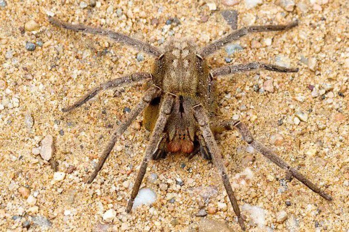 La investigadora De Lima espera que el futuro fármaco llene el vacío que dejan actualmente los fármacos existentes en el mercado  (foto: Rodrigo Tetsuo Argenton - UFMG)