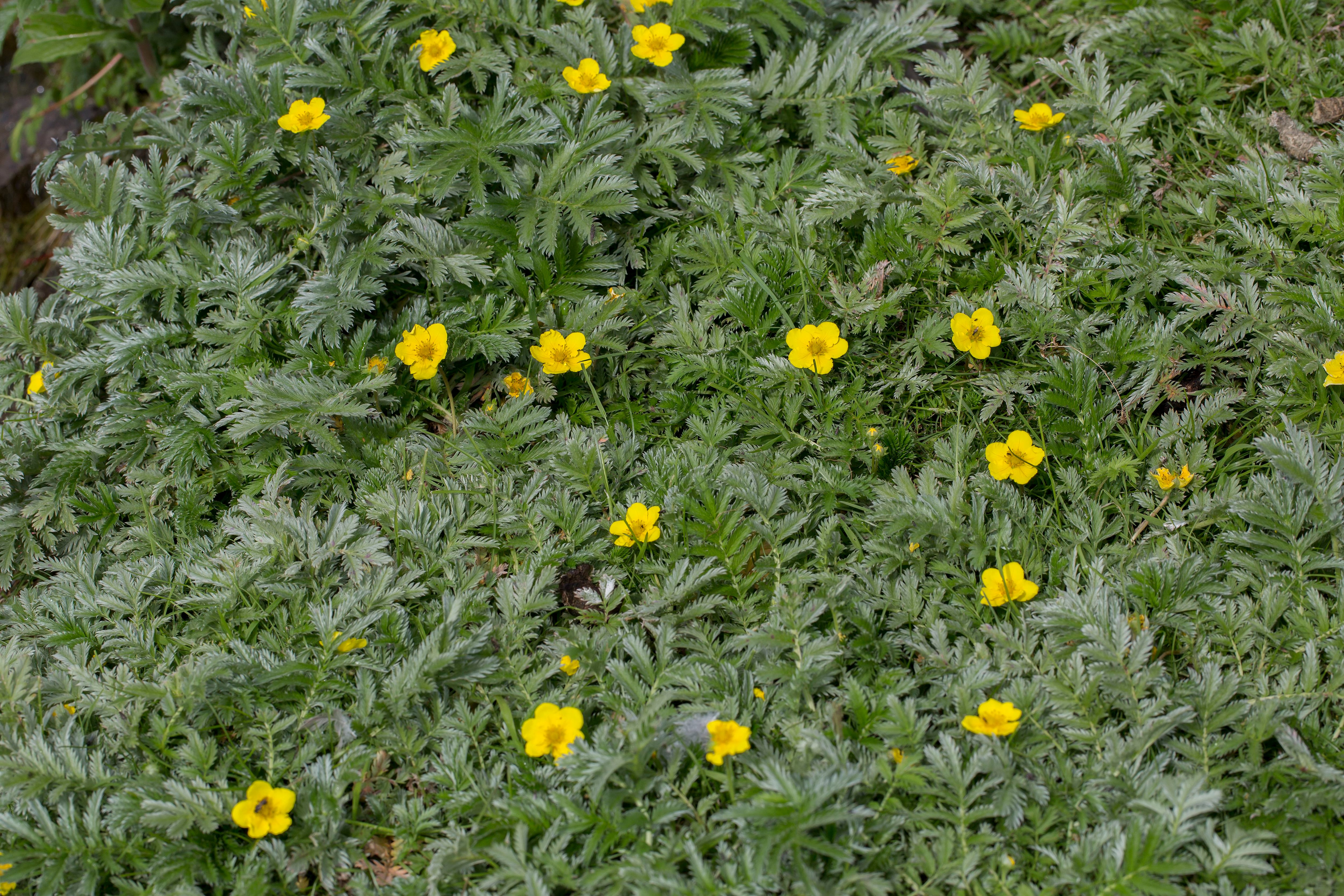 herbe argentée