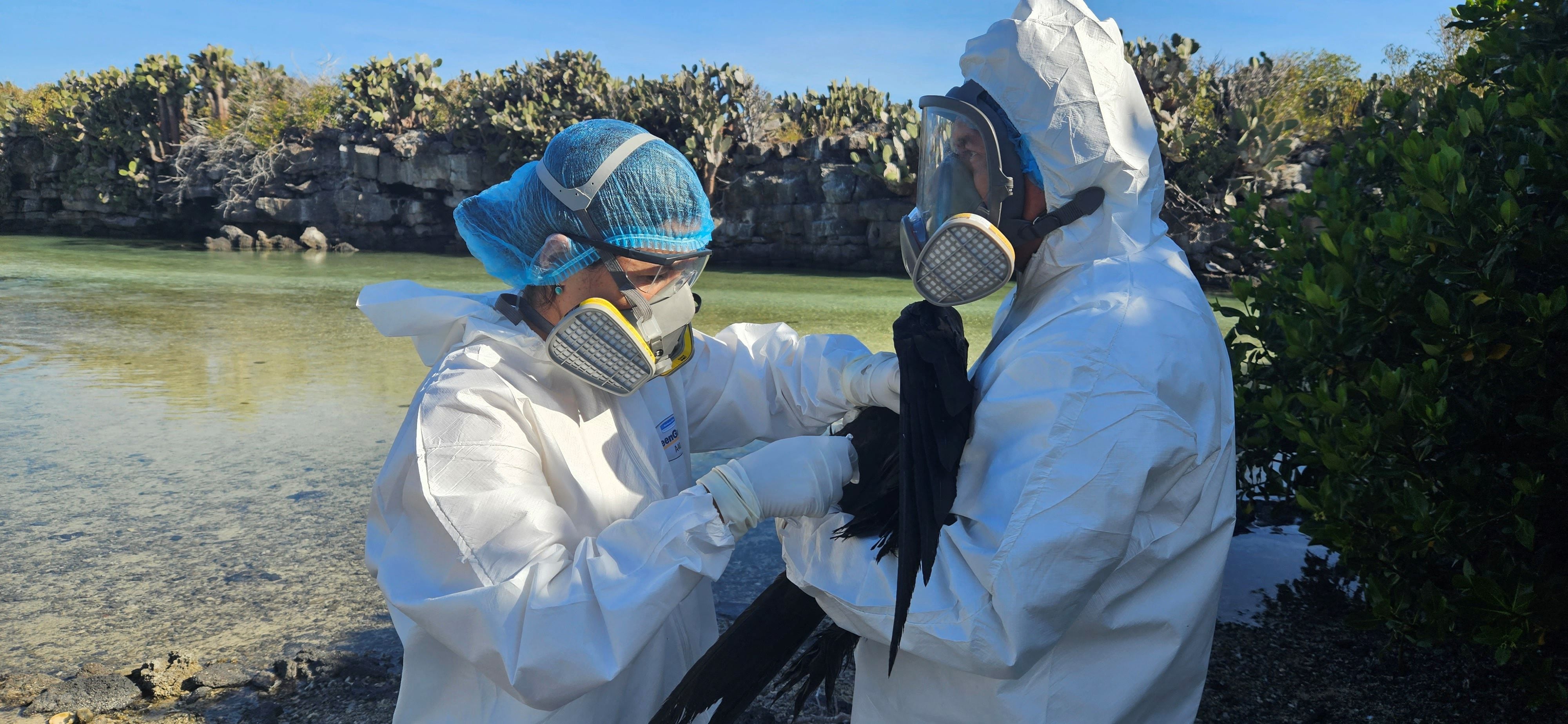 Avian influenza virus confirmed on Genovese Island in Ecuador's Galapagos Islands (Reuters)