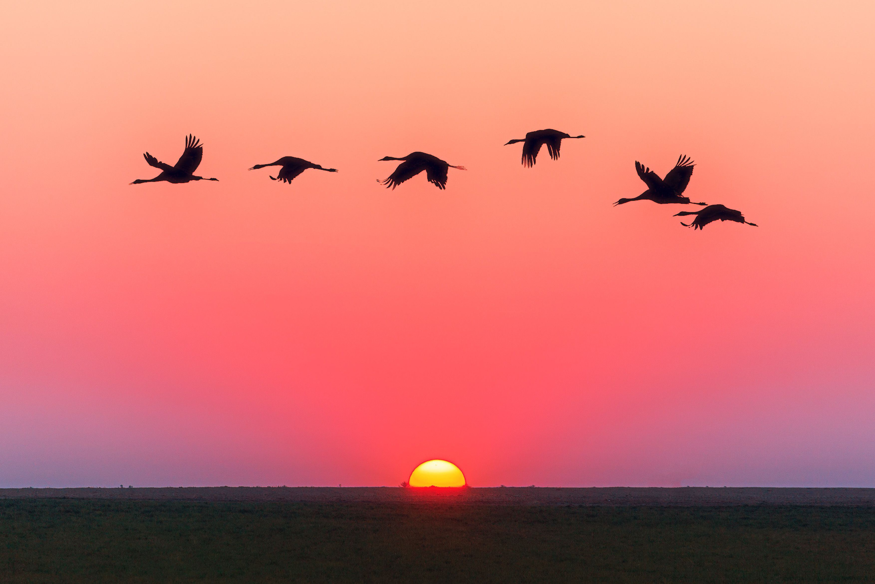 Aves noche