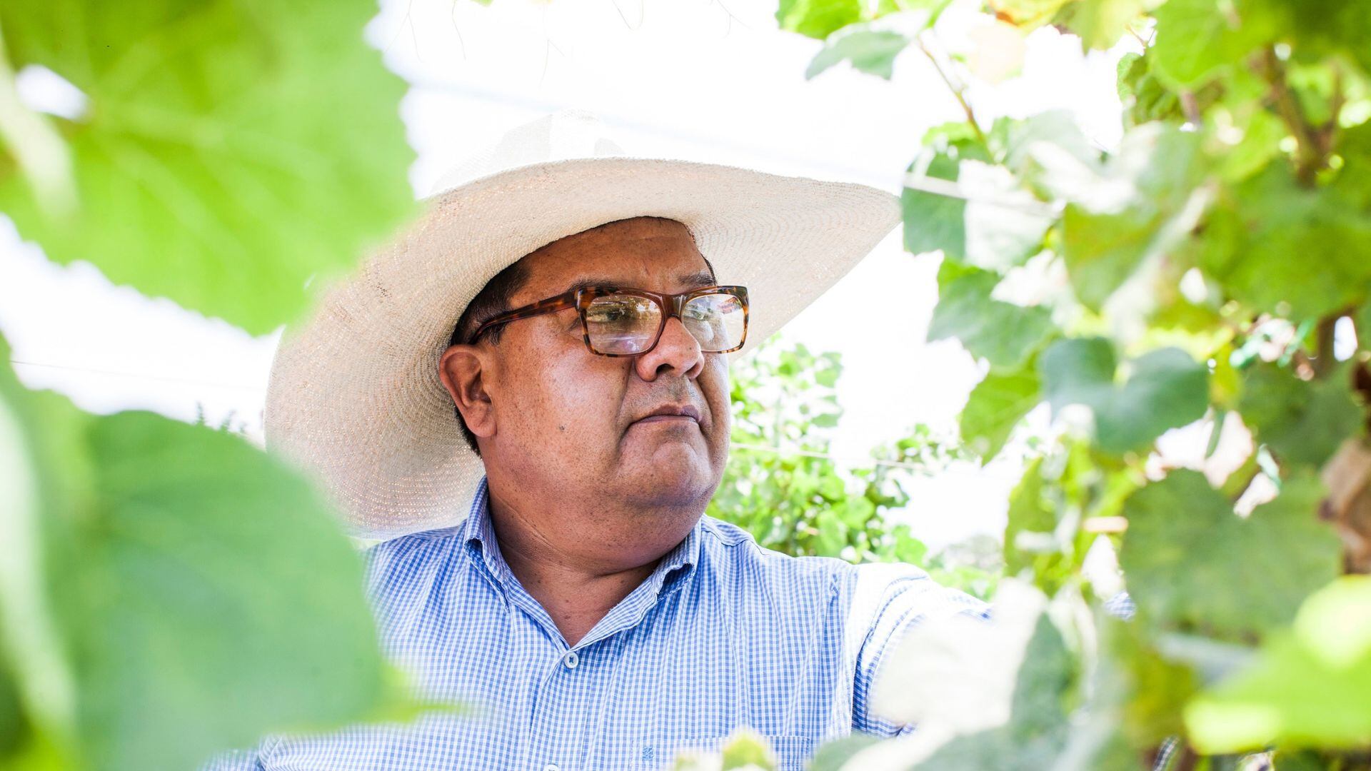 Experto en pisco dio detalles sobre el impacto de la lista Taste Atlas. | Santiago Barco Luna/ La Mula