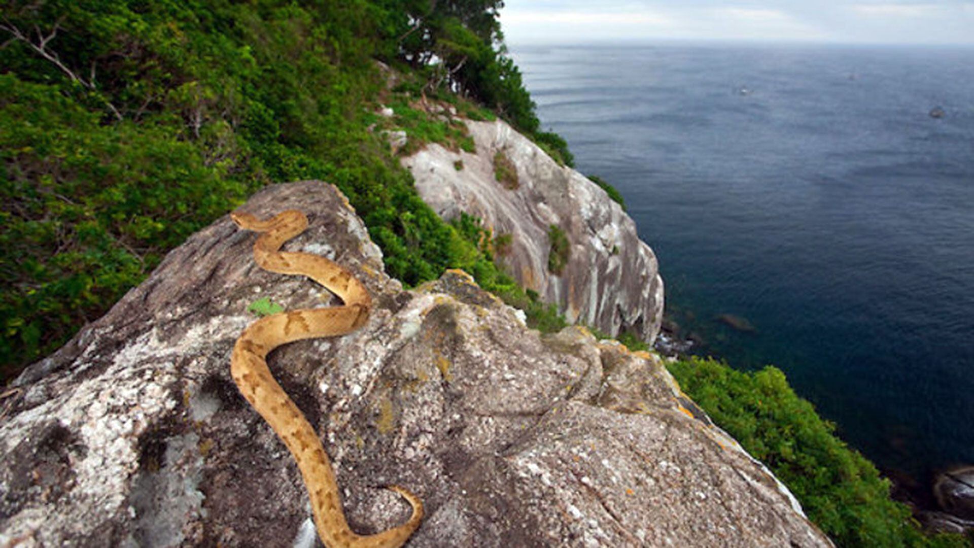 Isla de la Quemada Grande alberga las serpientes más peligrosas del planeta

Foto: JOAO MARCOS ROSA  /NITRO