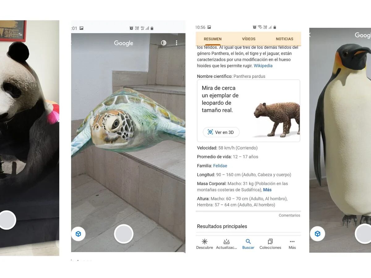 Animales 3D de Google: cómo usarlos para meter un tigre, un tiburón o un  lobo en casa