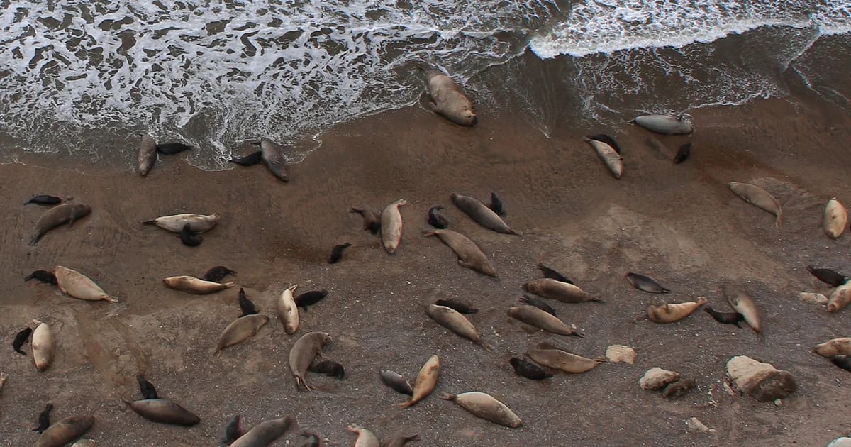 Bird flu threatens future of elephant seals in Peninsula Valdes