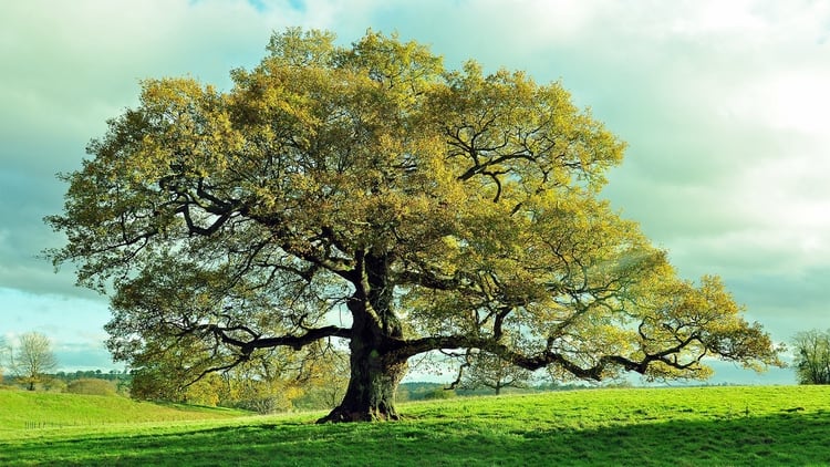 Día del Árbol: por qué se celebra el 29 de agosto - Infobae