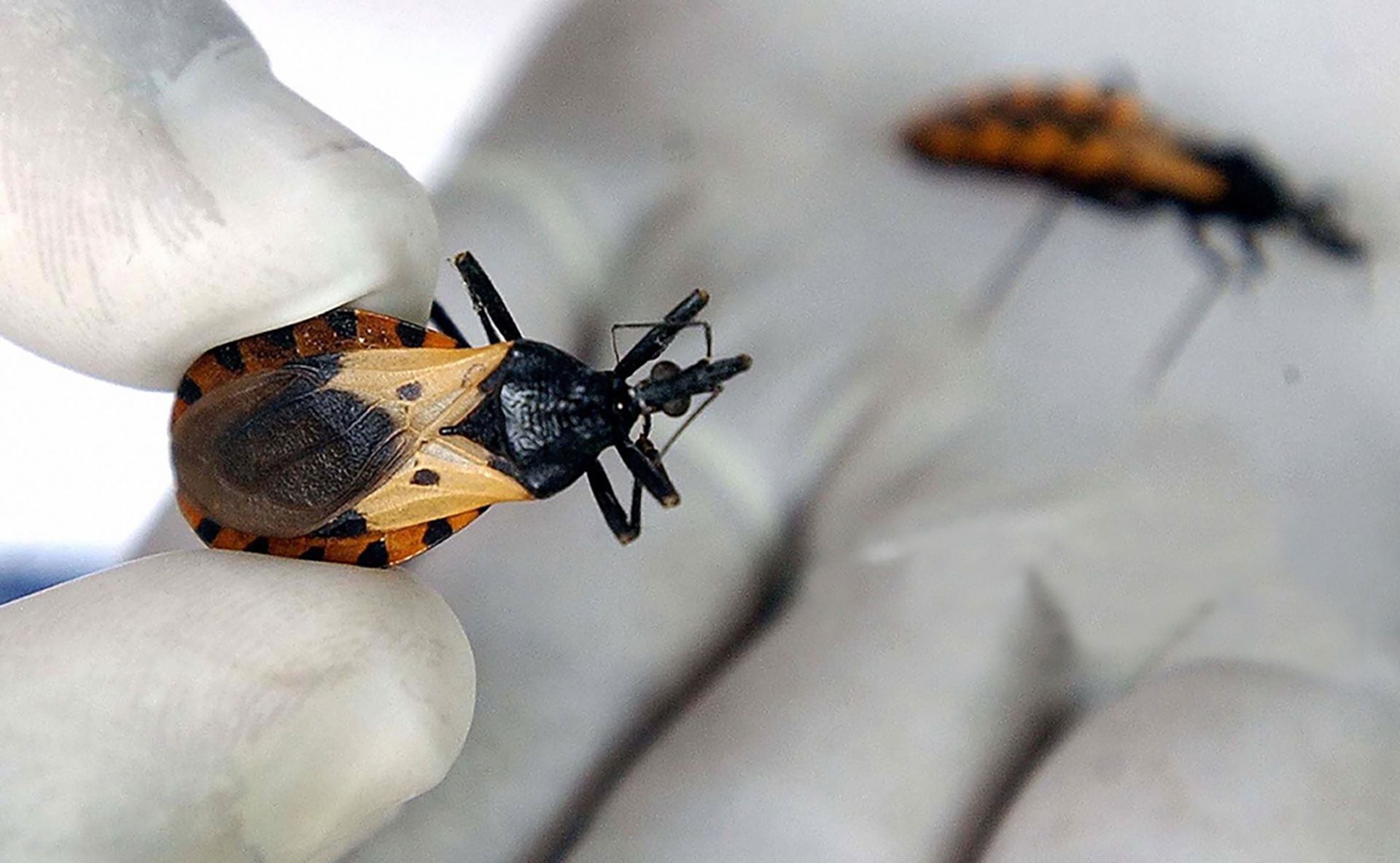 Cada último viernes del mes de agosto se conmemora el Día Nacional por una Argentina sin Chagas con el fin de concientizar sobre la enfermedad Crédito: Gentileza UNSAM