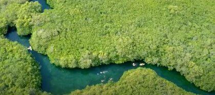 PublikoPanchito, el cocodrilo que nada entre turistas en un cenote de Tulum  - Publiko
