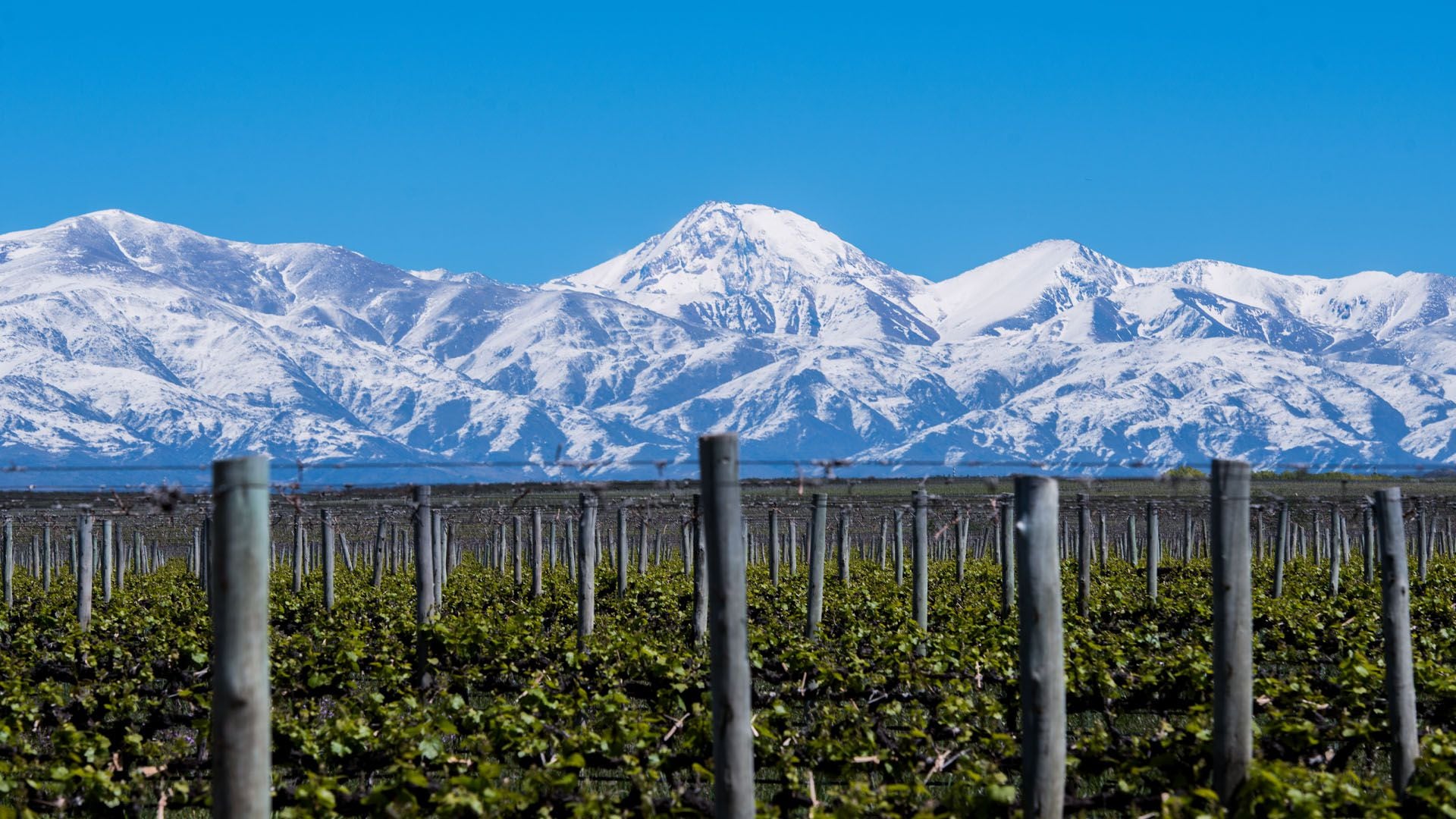 La provincia de Mendoza, Argentina, es reconocida en todo el mundo por sus vinos (Visit Argentina)