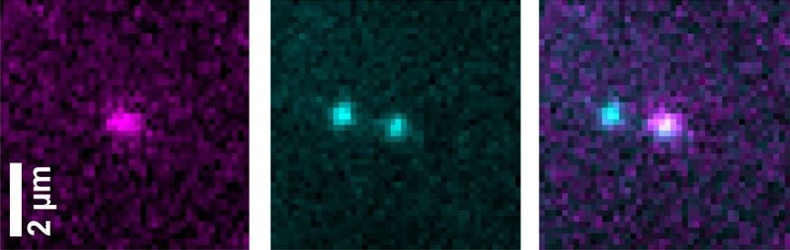 Instantáneas fluorescentes de una proteína recién nacida (izquierda) y del ADN a partir del cual se fabrica (centro). Una imagen superpuesta (derecha) revela su proximidad, lo que demuestra que la proteína todavía está unida al ADN (Instituto Weizmann)