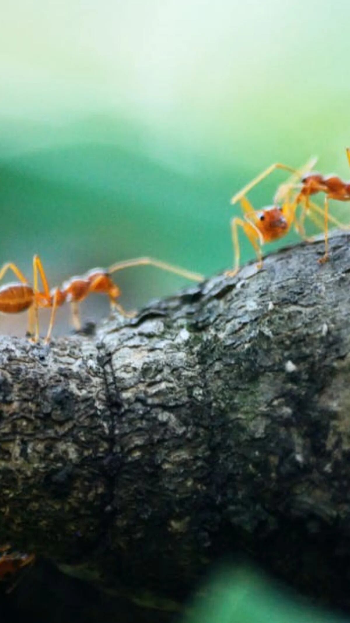 Cómo combatir las hormigas en casa