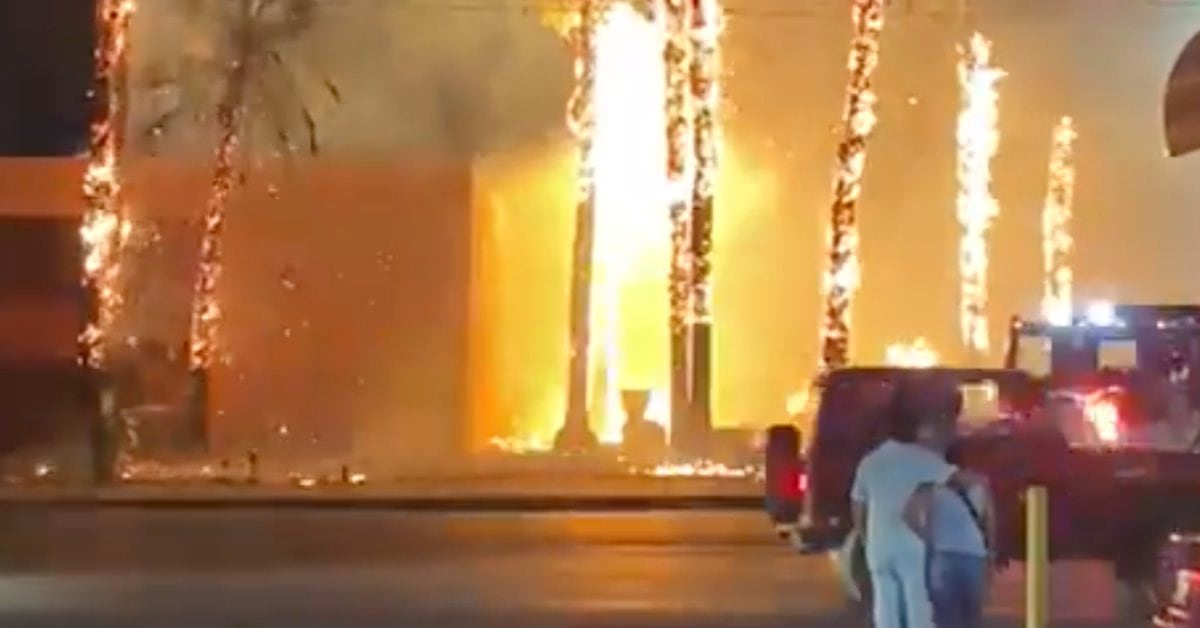 Palm trees burned at the Arts Center in Hermosillo, Sonora