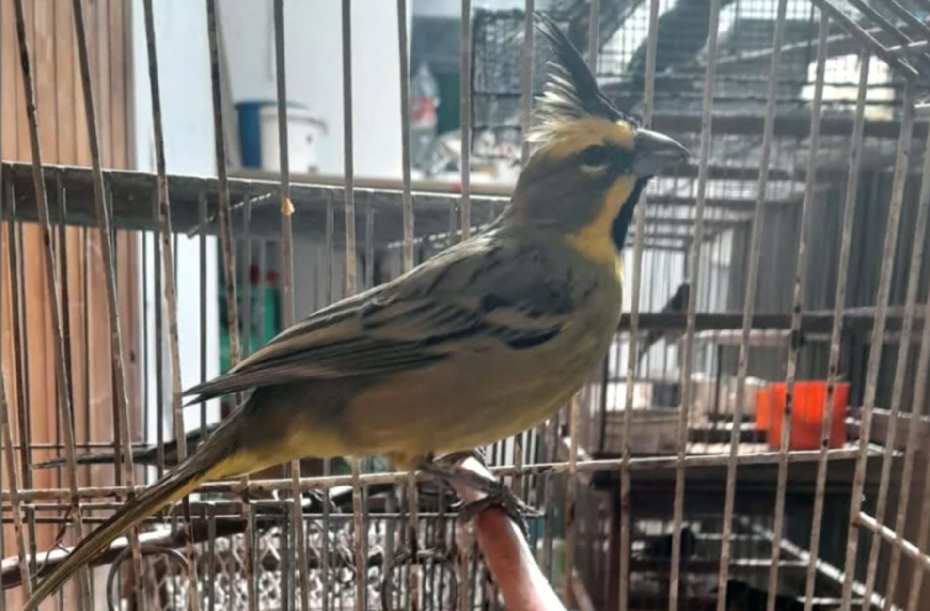 Rescataron más de 70 aves que estaban cautivas en Córdoba (Policía Ambiental)