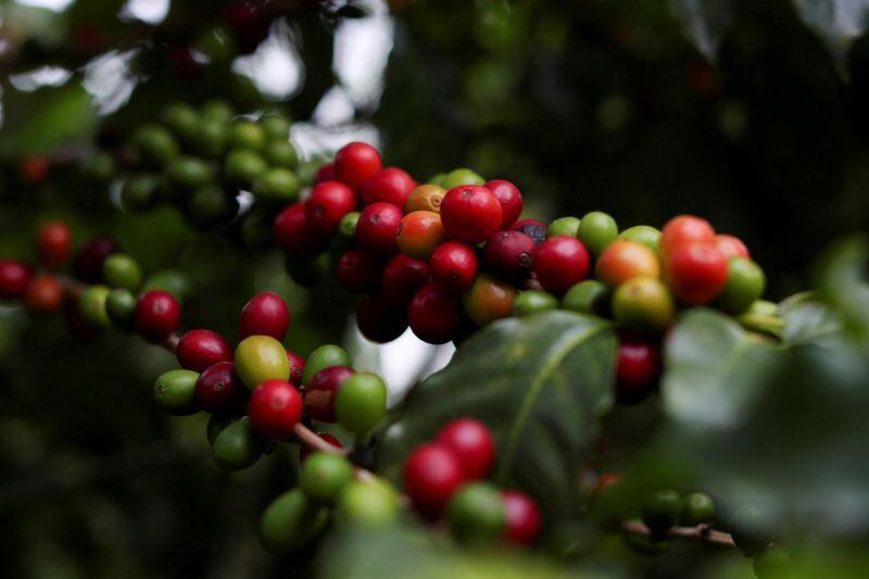 Colombia es uno de los países con mejor producción de café del mundo. REUTERS/Amanda Perobelli/Archivo.