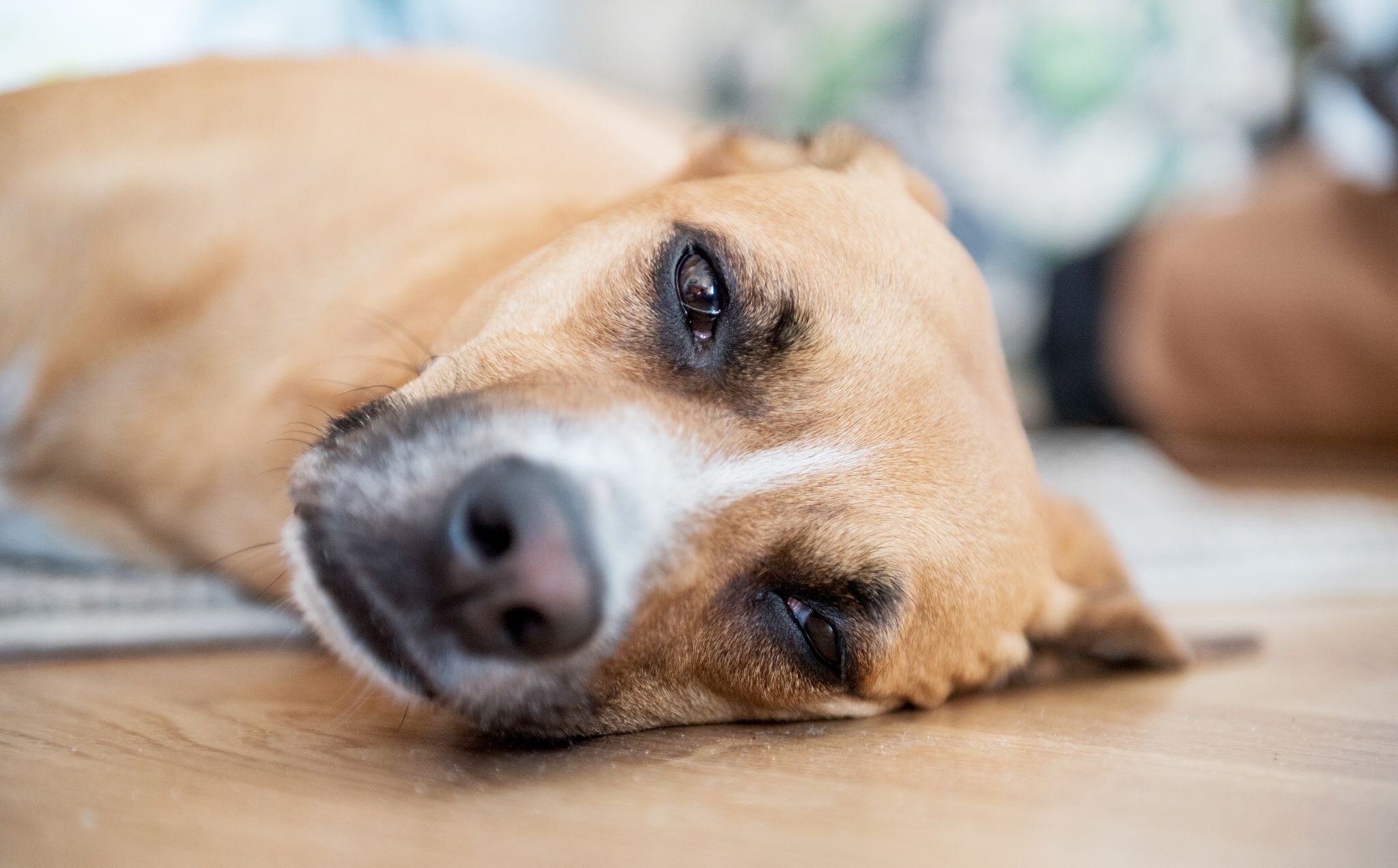 un perro puede sobrevivir a un golpe de calor